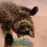 ねこ(*^^*)の画像