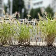 シュークリームの画像