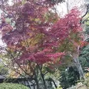 ST