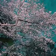パトラの画像