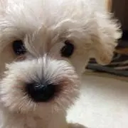 ミヤ
