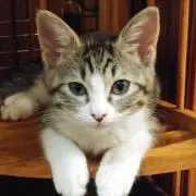 かこりんの画像