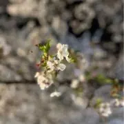 Rの画像