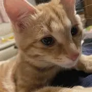 azuの画像