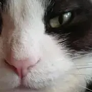黒猫