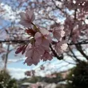 はな　※プロフ必読の画像