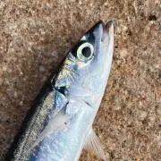佐藤の画像