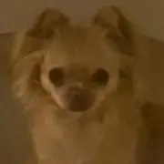 てんの画像