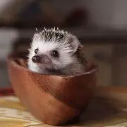 sukuの画像