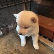 ゆーの画像