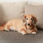 さくら　プロフ必読‼️