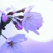 asako