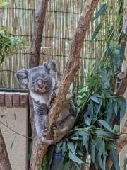 シマエマの画像