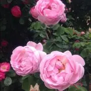 オリーブ