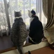 ちょこもぐの画像