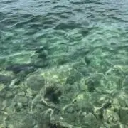 あおいの画像