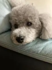 てぺこの画像