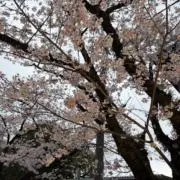 由花の画像