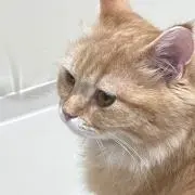 ひかりけるの画像
