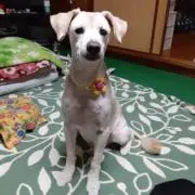 ゆみみごの画像