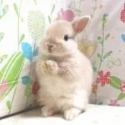 かぼちゃの画像