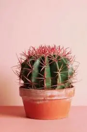 よぴ**の画像