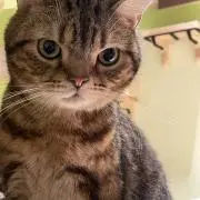 まるの画像