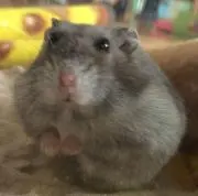しまゆう