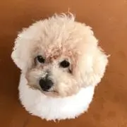 みかんの画像