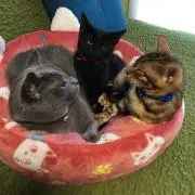 ピノキオ