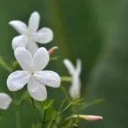 mikaaaの画像