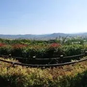 ななの画像