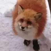ぱや    ※猫います※の画像