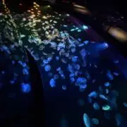 るんの画像