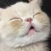 おれんじの画像