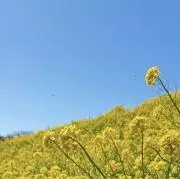 n a l aの画像