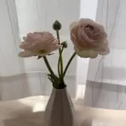 つなの画像