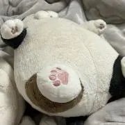でしゅでしゅ☆→→プロフ必読←←の画像