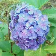 Daisukeの画像