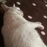 めるちの画像