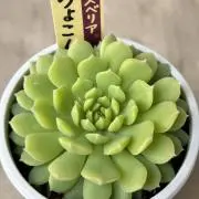 オクラ販売開始の画像