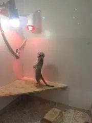モヘジの画像