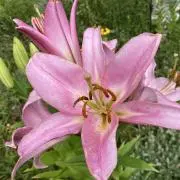 月★プロフご確認くださいの画像