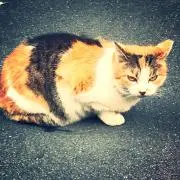 うらはの画像