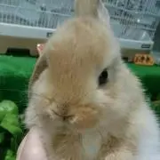 ゆかりの画像