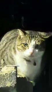 はっとん