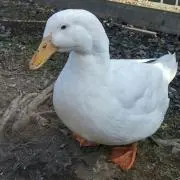 Kusukeの画像