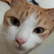ゆりの画像