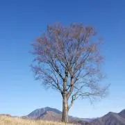 トムソン