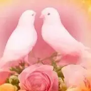 romaの画像